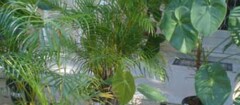 plantas-ornamentais-pinheiros-1394476017
