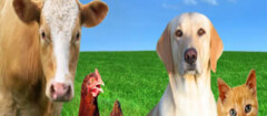 produtos-veterinarios-pinheiros-1394459709