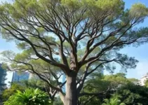 ipês na Marginal