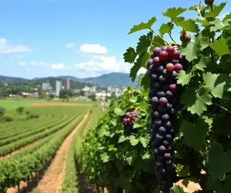 vinícolas urbanas